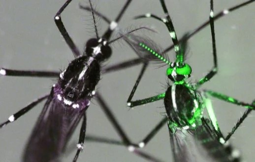 Contre le paludisme, le forçage génétique passe la première étape africaine